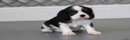 Cavalier King Charles Spaniel dogs for sale: Cavalier King Charles Puppies for sale - Advert 18