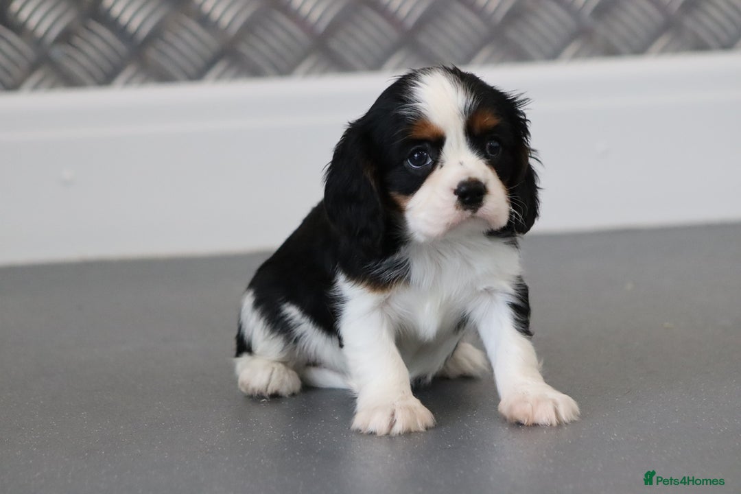 Cavalier King Charles Spaniel dogs for sale: Cavalier King Charles Puppies for sale - Advert 18