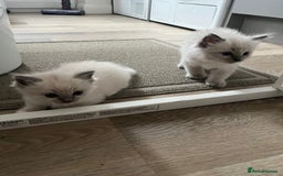 Ragdoll cats for sale: Stunning Bluepoint Ragdoll kittens!  - Image 22