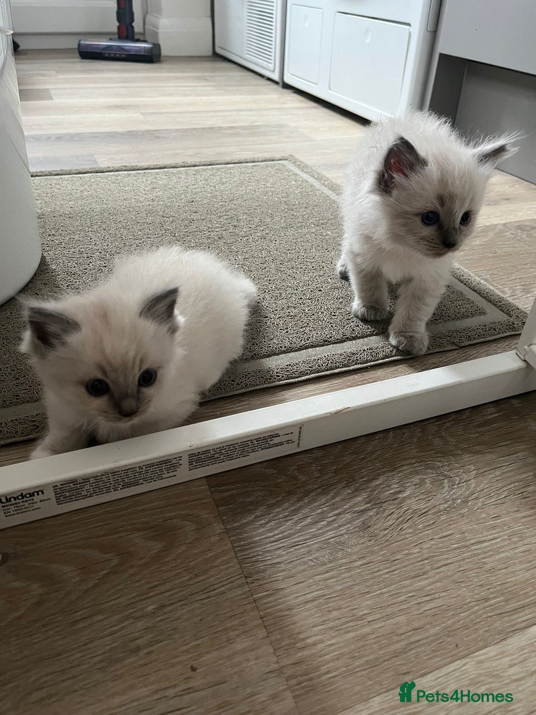 Ragdoll cats for sale: Stunning Bluepoint Ragdoll kittens!  - Image 22