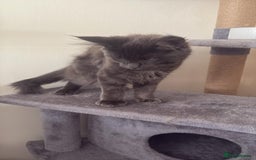 Maine Coon cats for sale: Blue smoke female Maine coon for sale  - Image 10