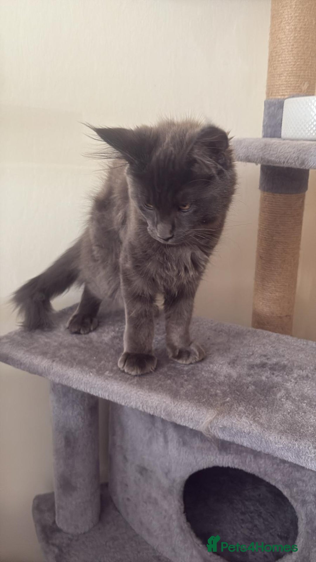 Maine Coon cats for sale: Blue smoke female Maine coon for sale  - Image 10