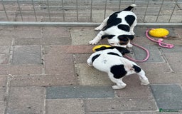Jack Russell dogs for sale: Quality pure Jack Russell pups  - Image 5