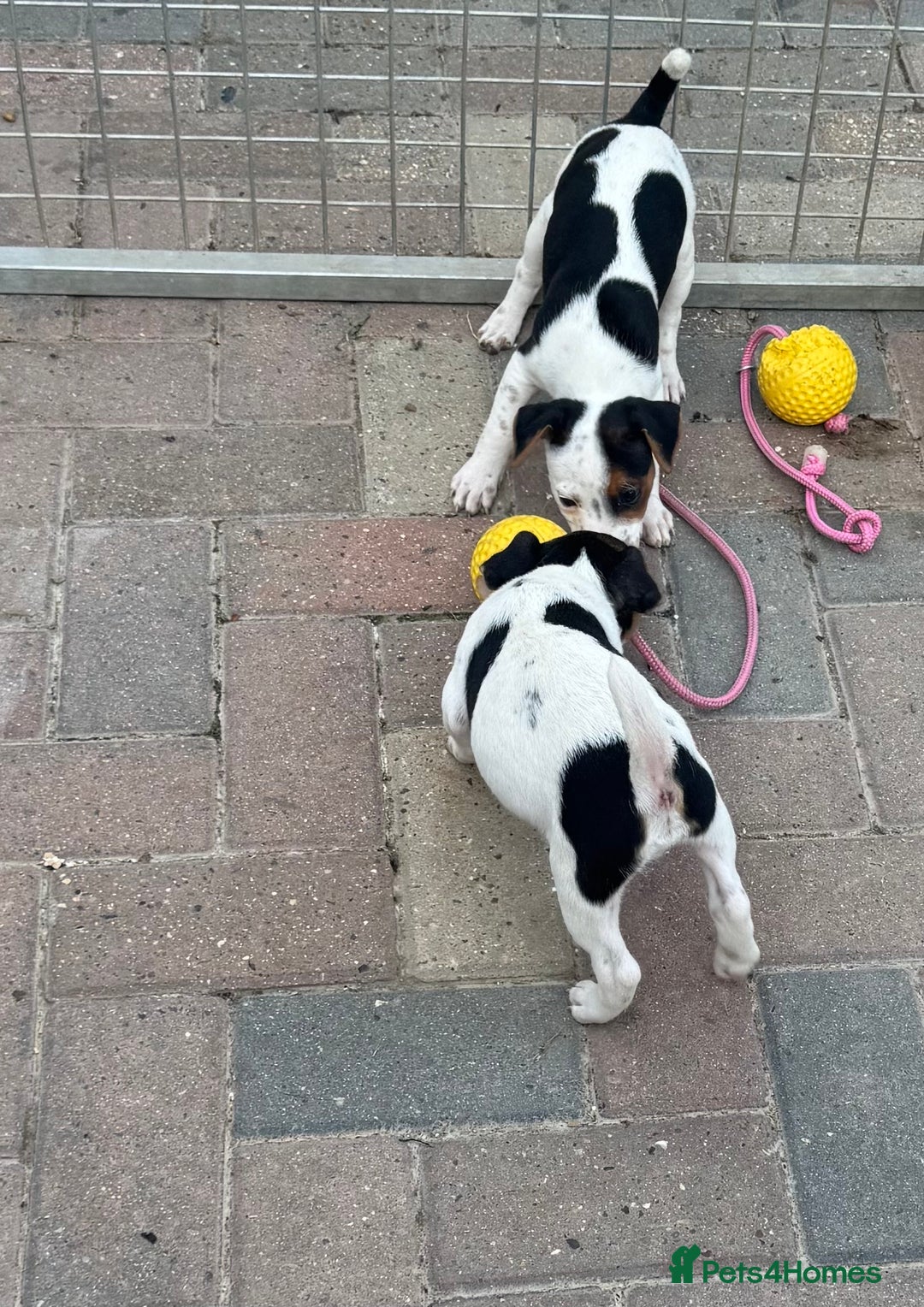 Jack Russell dogs for sale: Quality pure Jack Russell pups  - Image 5