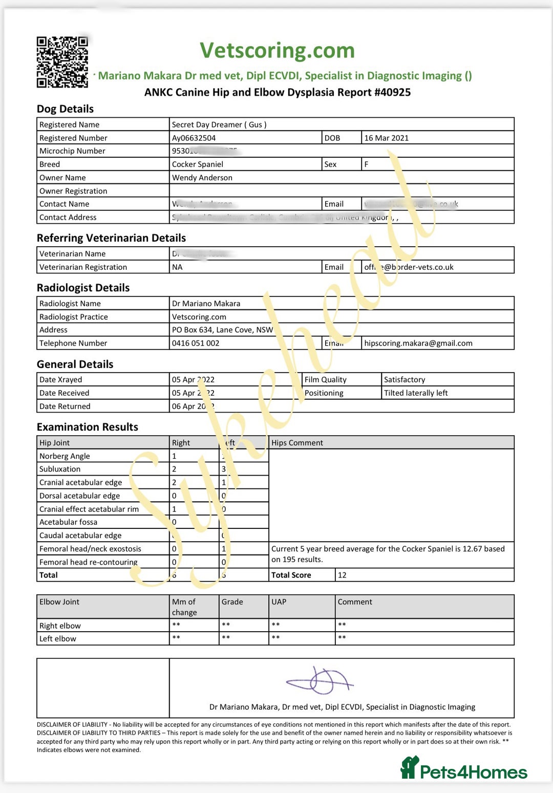 Cocker Spaniel dogs for sale: STUNNING SABLE COCKER BOY  - Advert 10