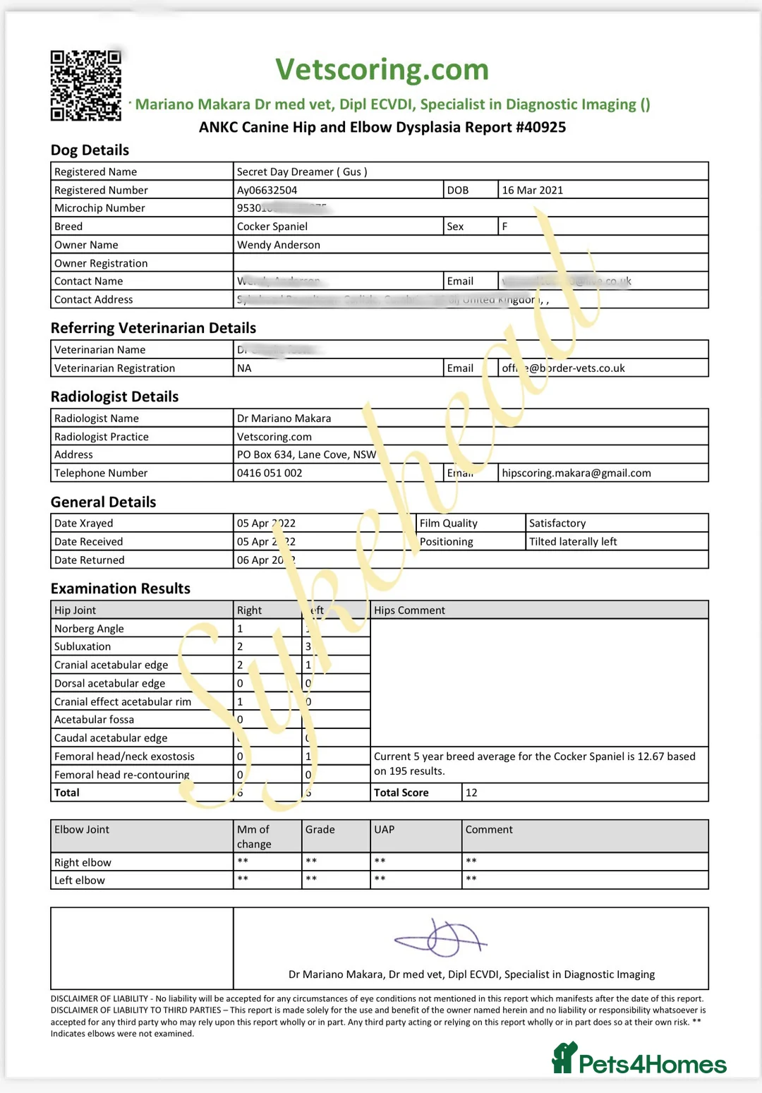 Cocker Spaniel dogs for sale: STUNNING SABLE COCKER BOY  - Advert 10