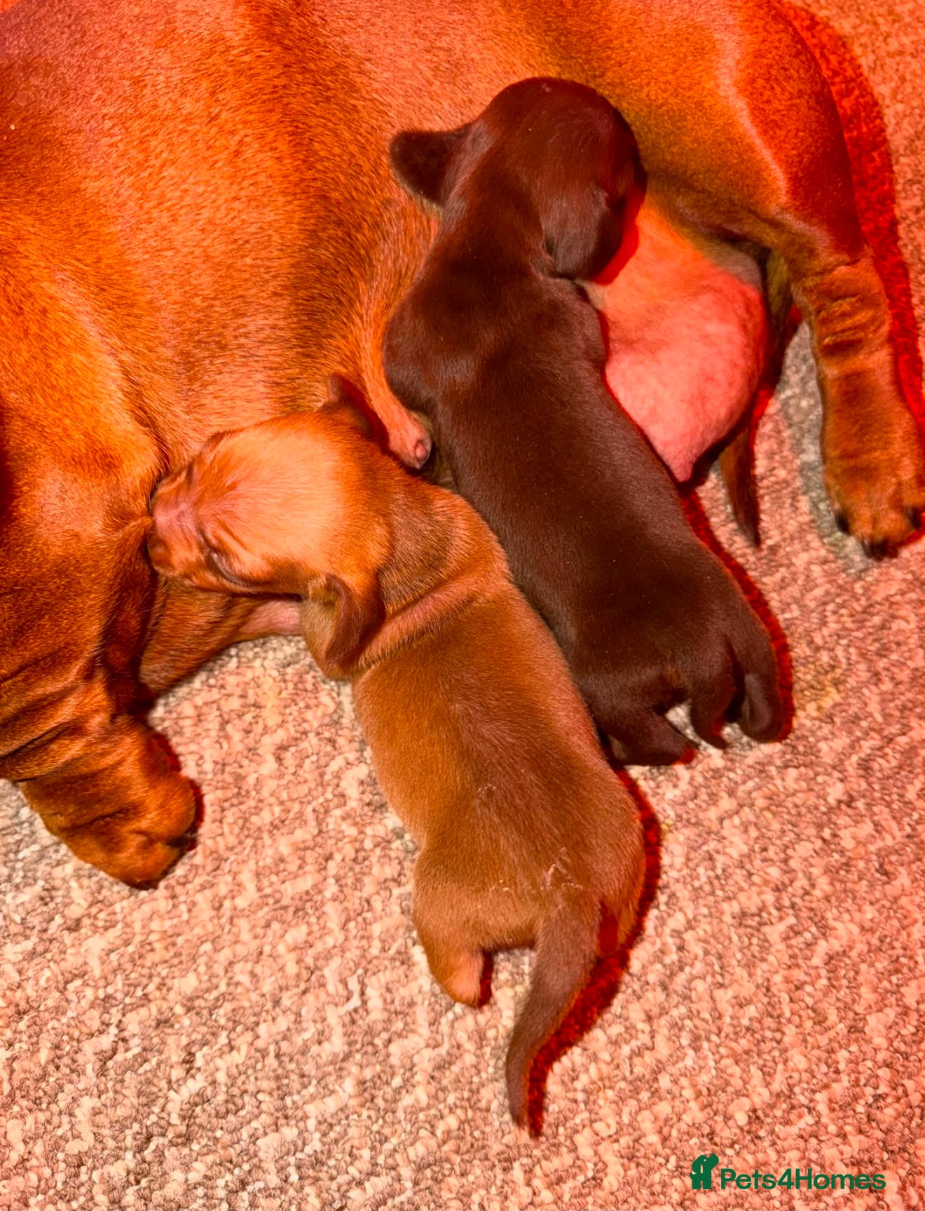 Miniature Dachshund dogs One Chocolate Based Red Boy Left - Advert 2