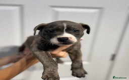 Staffordshire Bull Terrier dogs for sale: Blue Staffordshire bull terrier  - Image 9