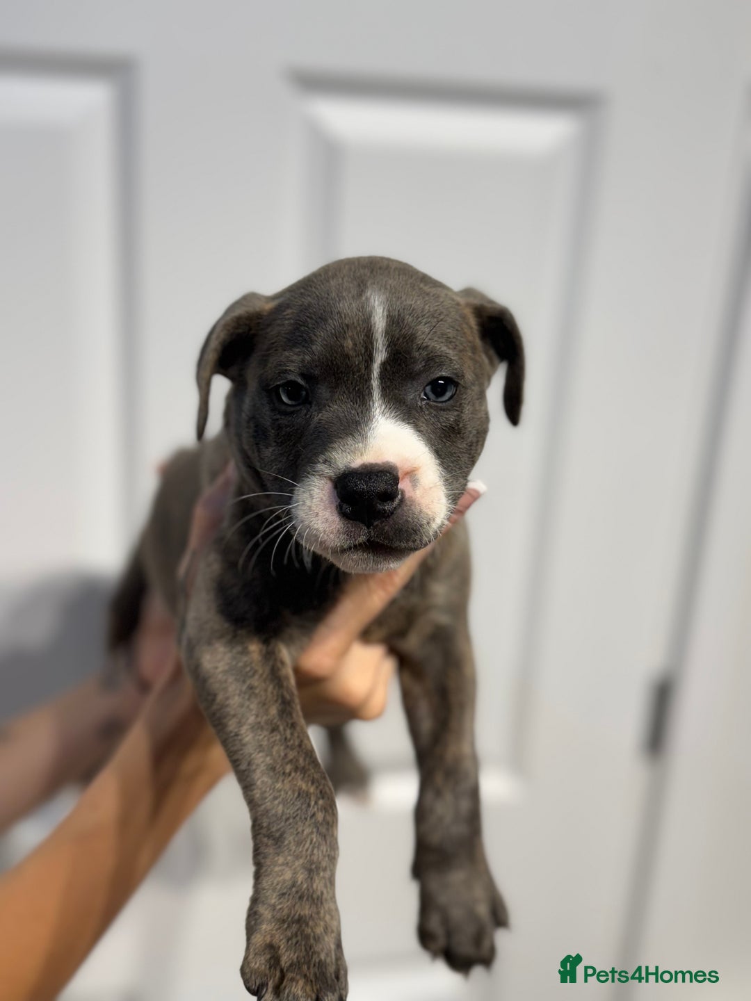 Staffordshire Bull Terrier dogs for sale: Blue Staffordshire bull terrier  - Image 9