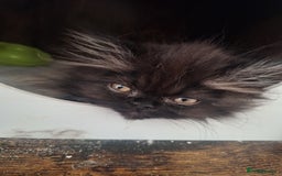 Persian cats for sale: READY NOW!! Exquisite Persian Kittens - Image 2