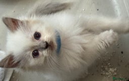 Ragdoll cats for sale: Champion Ragdoll GCCF kittens 🐱 Ready now - Image 8