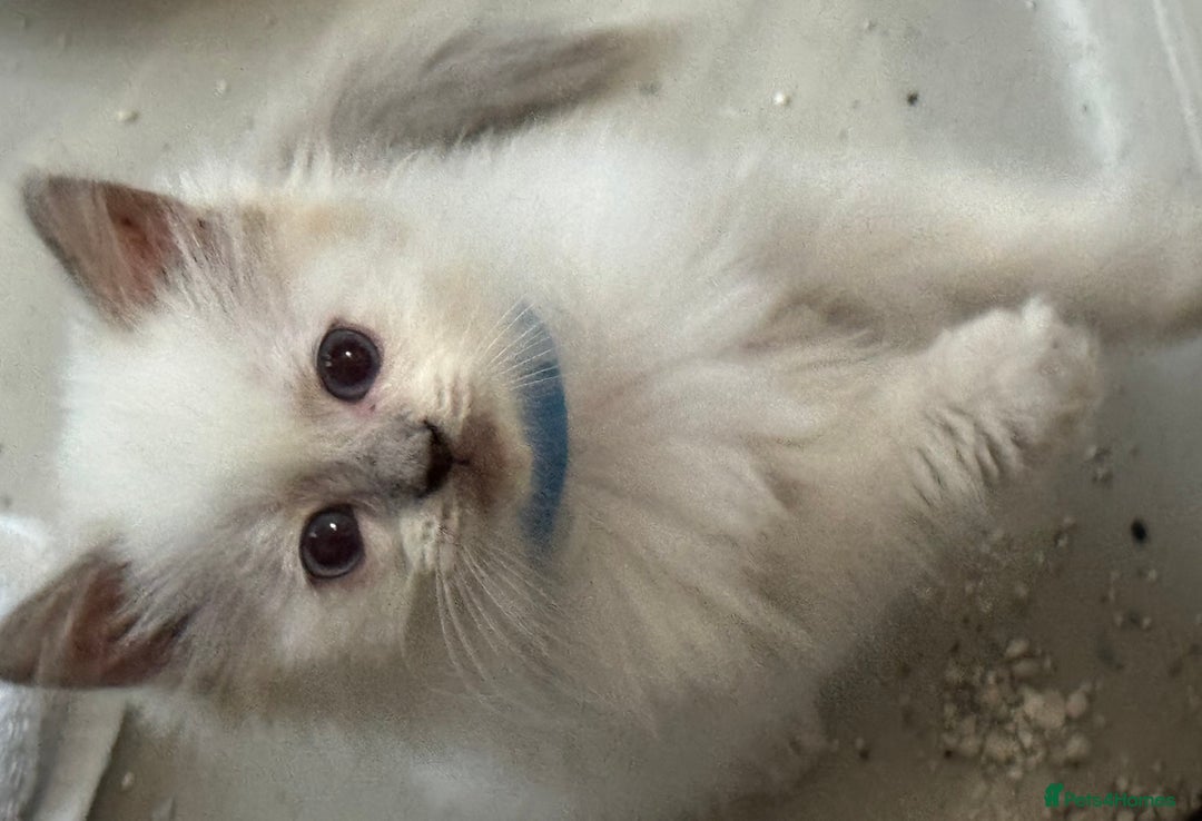 Ragdoll cats for sale: Champion Ragdoll GCCF kittens 🐱 Ready now - Image 8