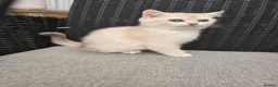 British Shorthair cats for sale: British blue chinchilla pedigree from champion  - Advert 9