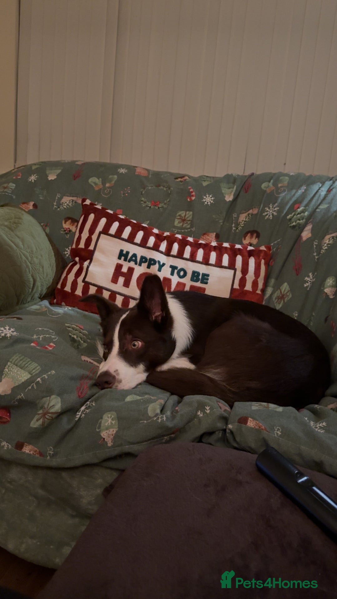 Border Collie dogs for sale: 10 month old Pure Border Collie 🐾 - Advert 5