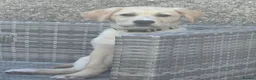Labrador Retriever dogs for sale: Labrador Pup – Fully Vaccinated & Fully Trained - Advert 6