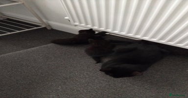 Mixed Breed cats - Advert 3