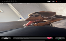 Miniature Dachshund dogs for stud: Chocolate and tan dapple for stud - Image 6