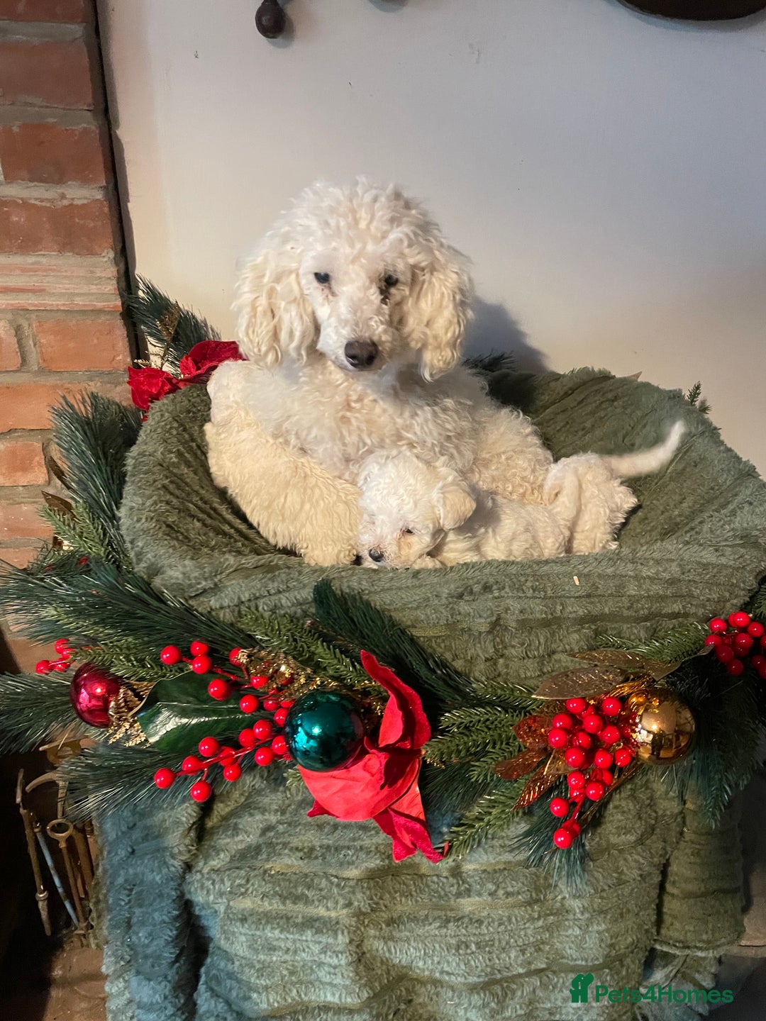 Miniature Poodle dogs for sale: Beautiful miniature poodle puppies  - Advert 2