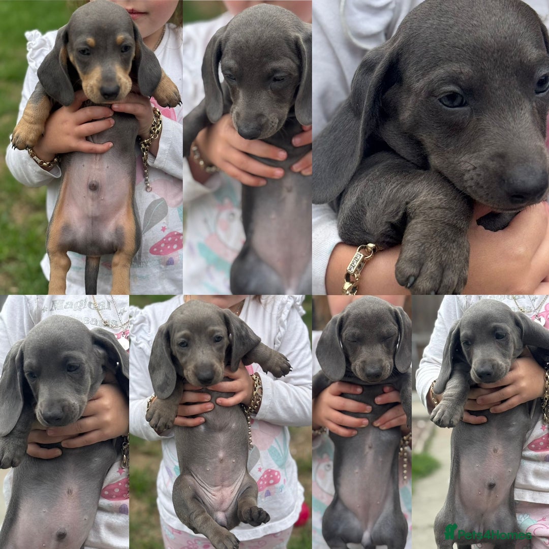 Dachshund dogs for sale: Isabella blue dachshund puppies  - Image 1
