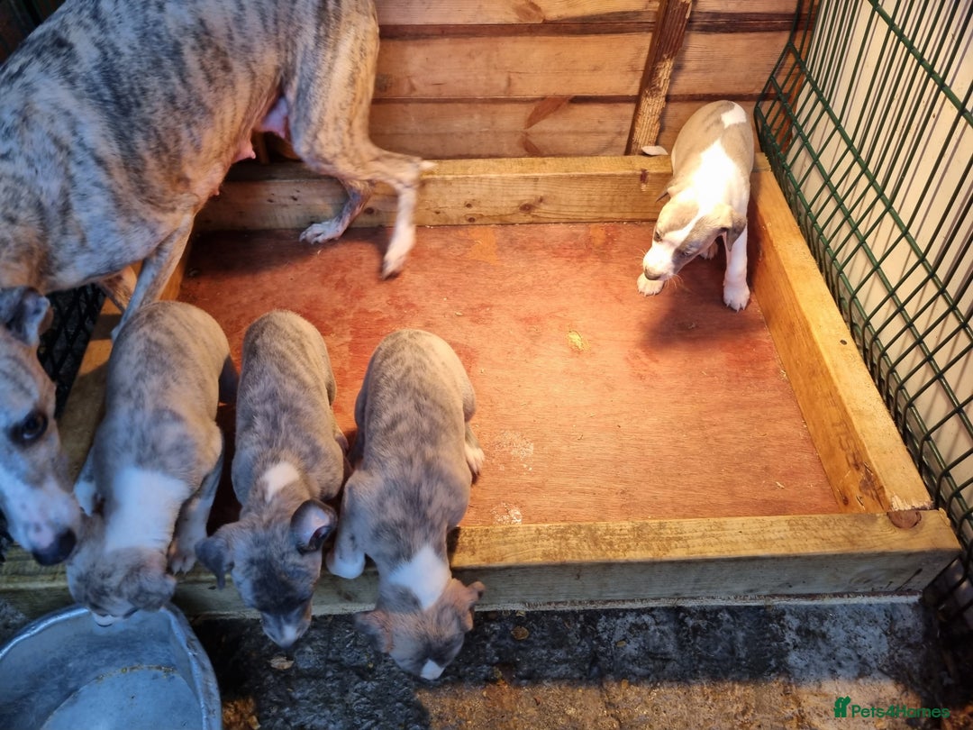 Whippet dogs for sale: Kc whippets - Image 6