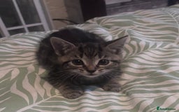 Mixed Breed cats for sale: 2 female Dark tabby kittens for sale - Image 1