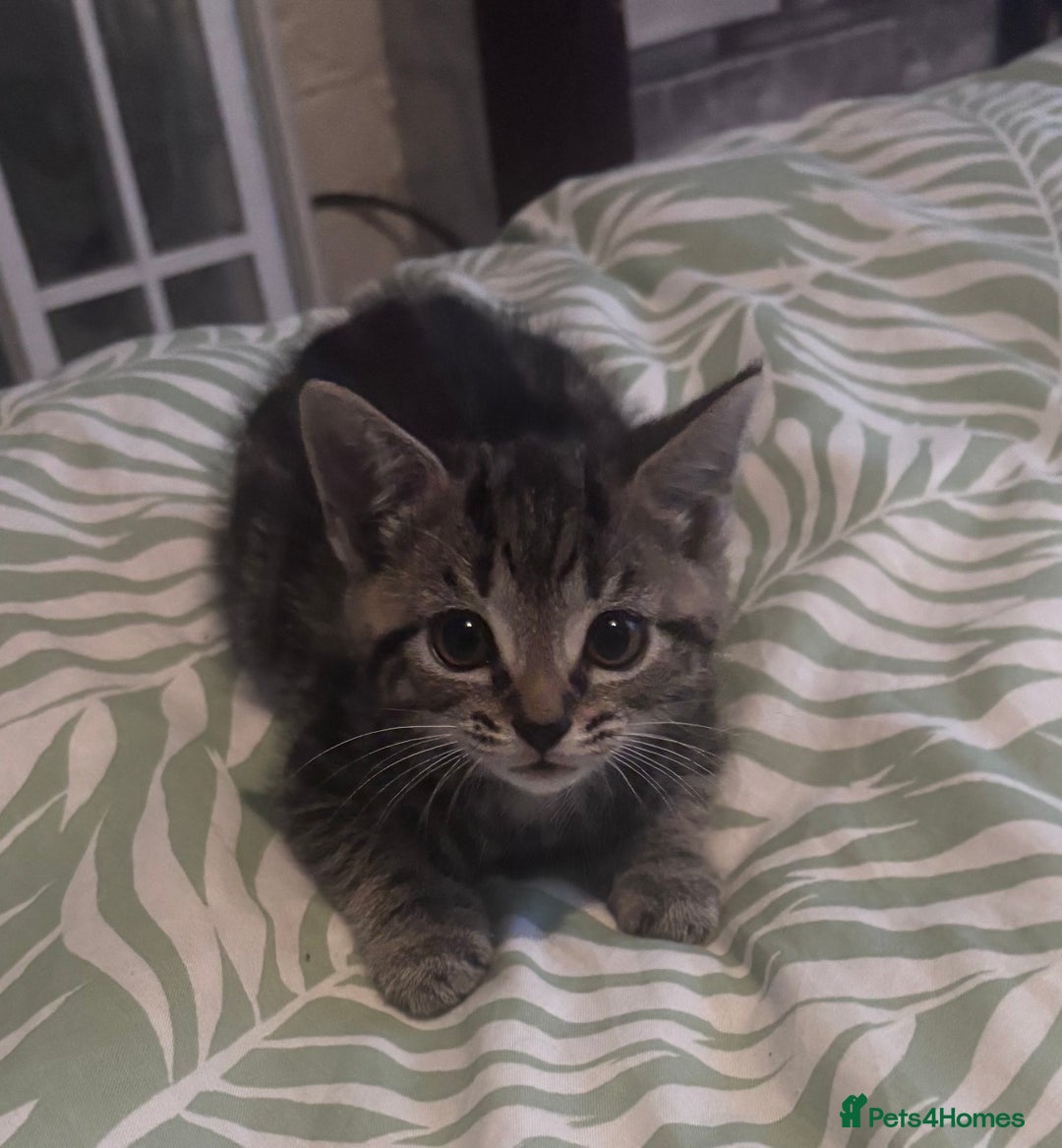 Mixed Breed cats for sale: 2 female Dark tabby kittens for sale - Image 1
