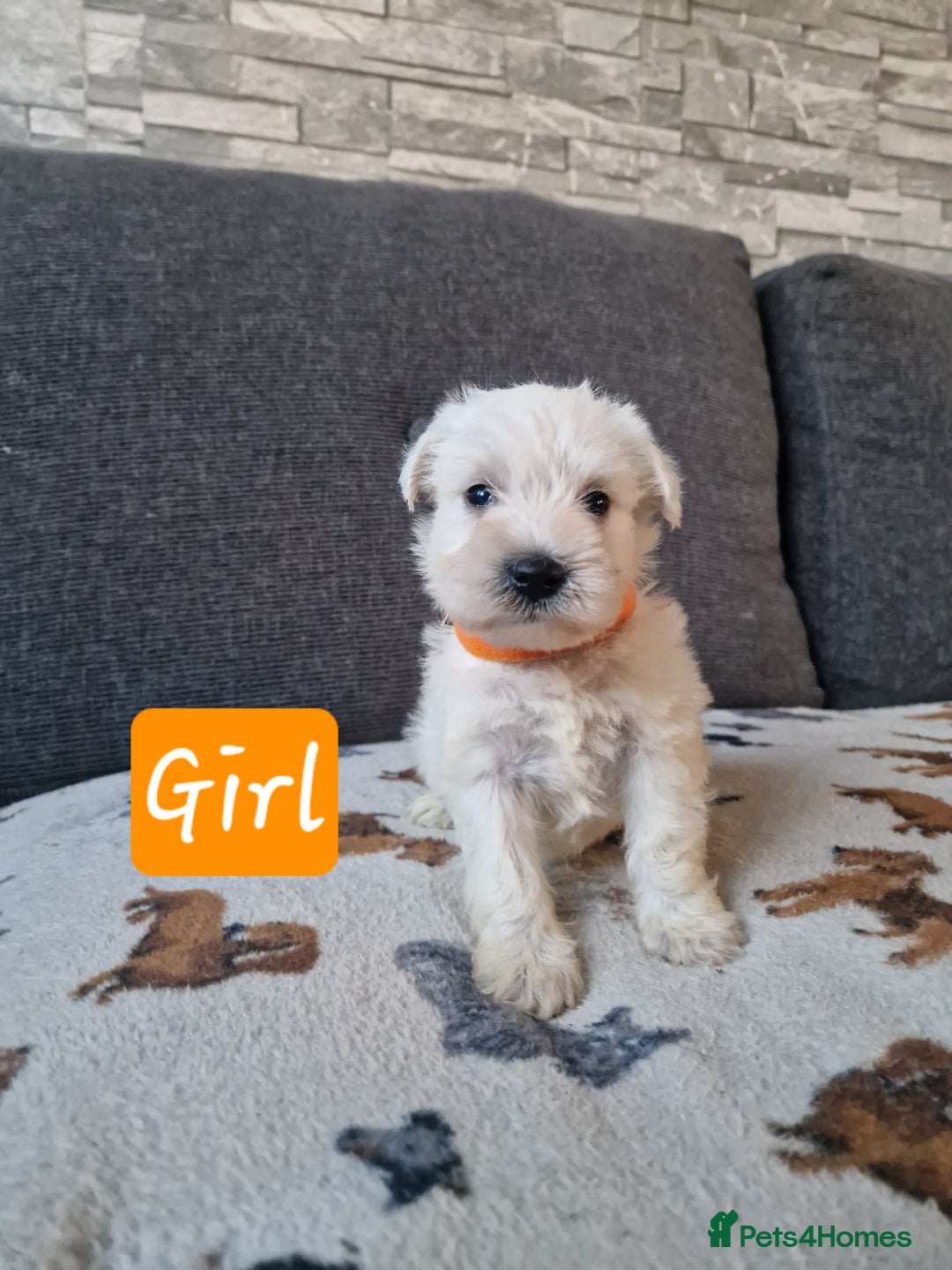 Miniature Schnauzer dogs for sale: Miniature schnauzer READY 21 DECEMBER  - Advert 14