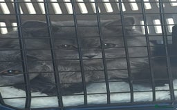 British Longhair cats for sale: British Blue longhair - Female - Advert 1