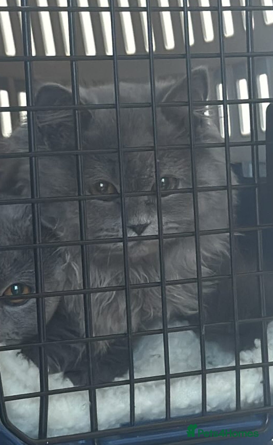 British Longhair cats for sale: British Blue longhair - Female - Advert 1