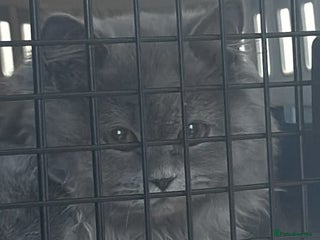 British Longhair cats for sale: British Blue longhair - Female - Advert 1