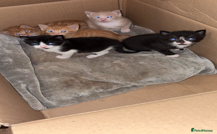 Mixed Breed cats - Advert 1