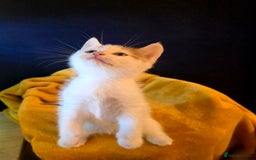 Mixed Breed cats for sale: SweetPlayfulKitten–Socialised with Dog 😻 - Image 21