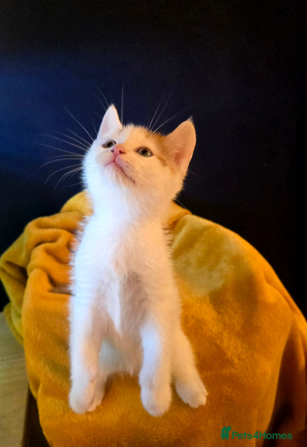 Mixed Breed cats for sale: SweetPlayfulKitten–Socialised with Dog 😻 - Image 21