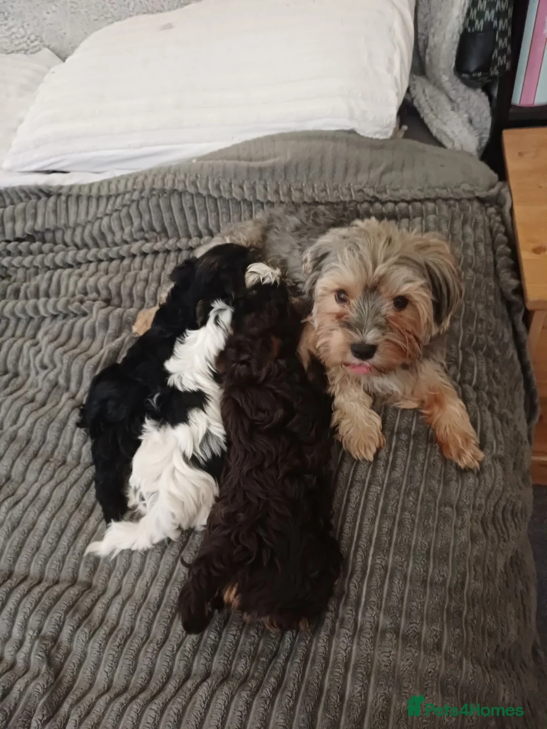 Yorkshire Terrier dogs for sale: Yorkshire terror  - Advert 5