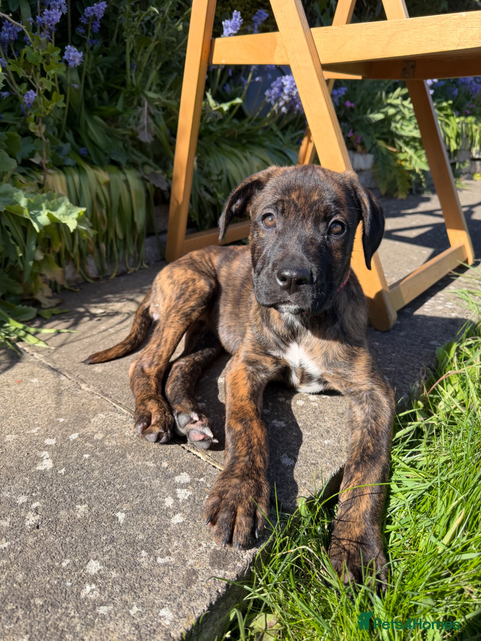 Mixed Breed dogs Cane Corso Puppy - Advert 3