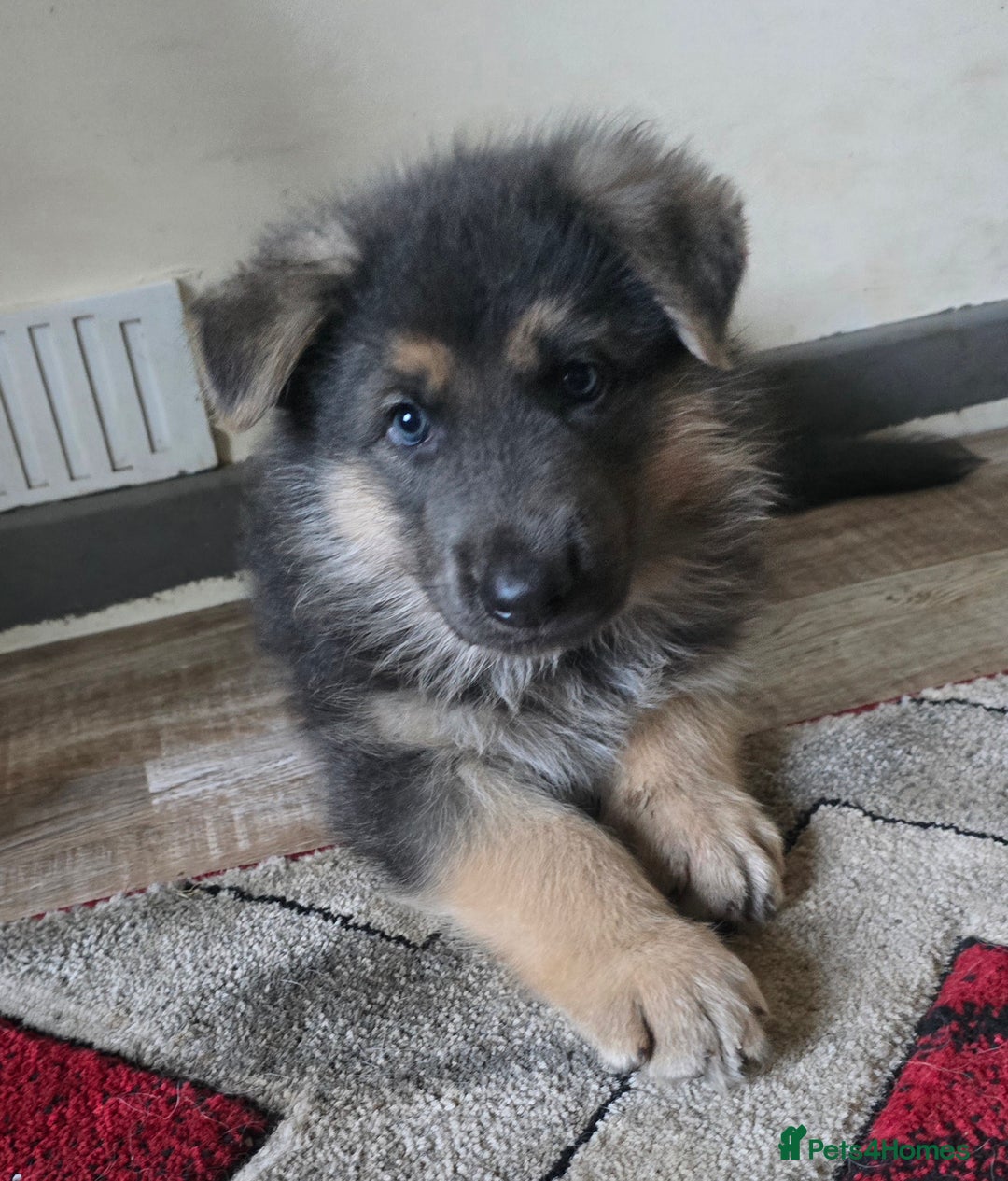 German Shepherd dogs for sale: Ready this Thur 17 July KCReg GSD 1 boy left £1300 in Kingussie - Image 2