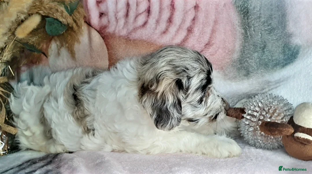 Mixed Breed dogs for sale: STUNNING RARE COLOURS F1B GOLDENDOODLE LITTER - Advert 30