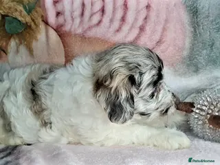 Mixed Breed dogs STUNNING RARE COLOURS F1B GOLDENDOODLE LITTER - Advert 11