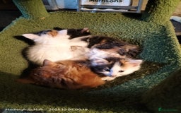 British Longhair cats for sale: ADORABLE DOG AND HOOVER PROOF KITTENS - Image 17