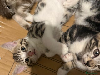 Mixed Breed cats Last female of 5 beautiful kittens - Advert 16