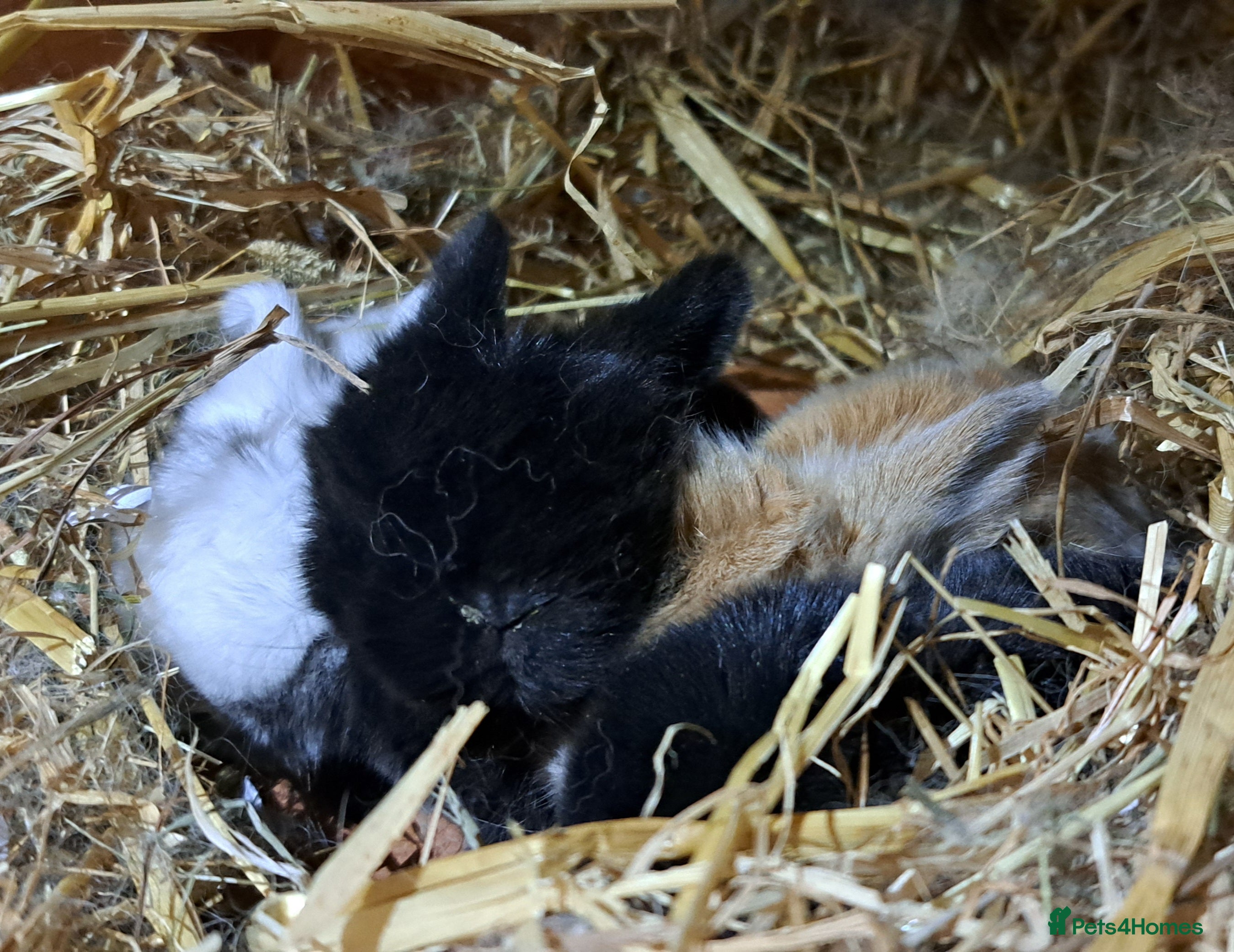 Mini Lop rabbits Adorable Pure Bred Mini Lops 🥰🐰 - Advert 1