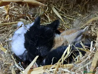 Mini Lop rabbits Adorable Pure Bred Mini Lops 🥰🐰 - Advert 18