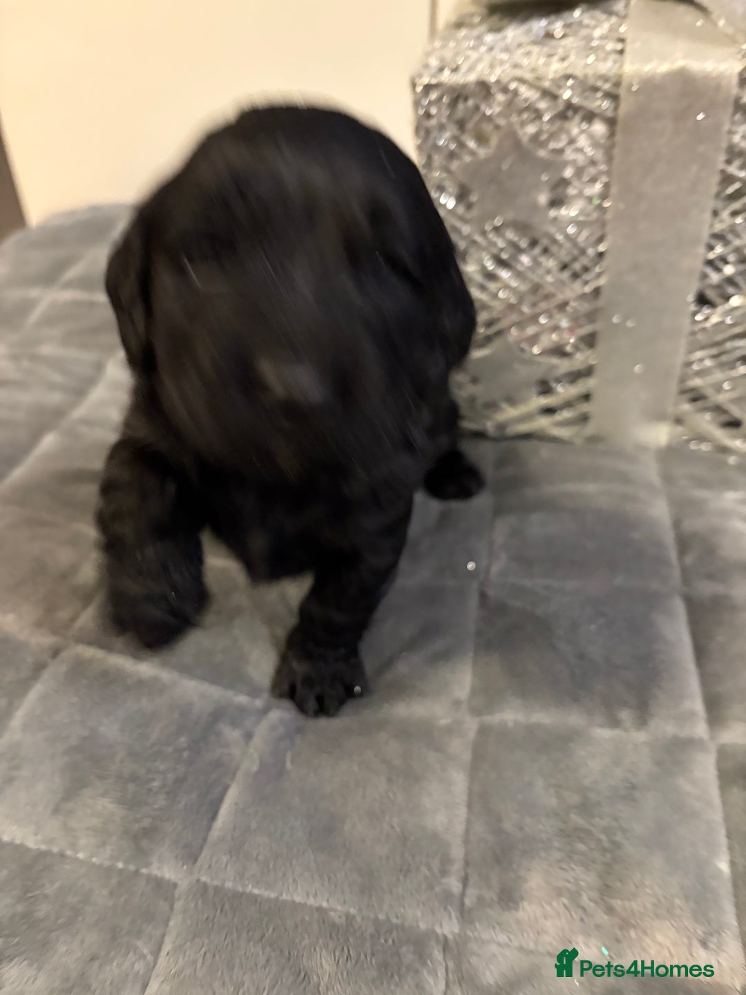 Cockapoo dogs for sale: Beautiful F1b cockapoos  - Advert 8