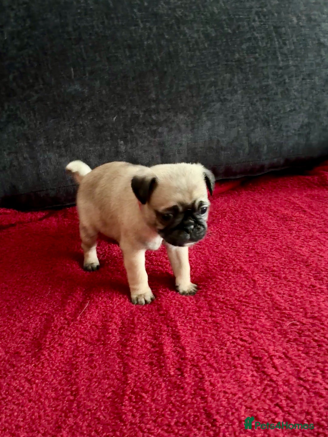 Pug dogs for sale: Beautiful Pug Puppies - Advert 15