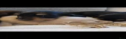 Dachshund dogs for sale: Miniature long haired dachshund puppies  - Advert 2