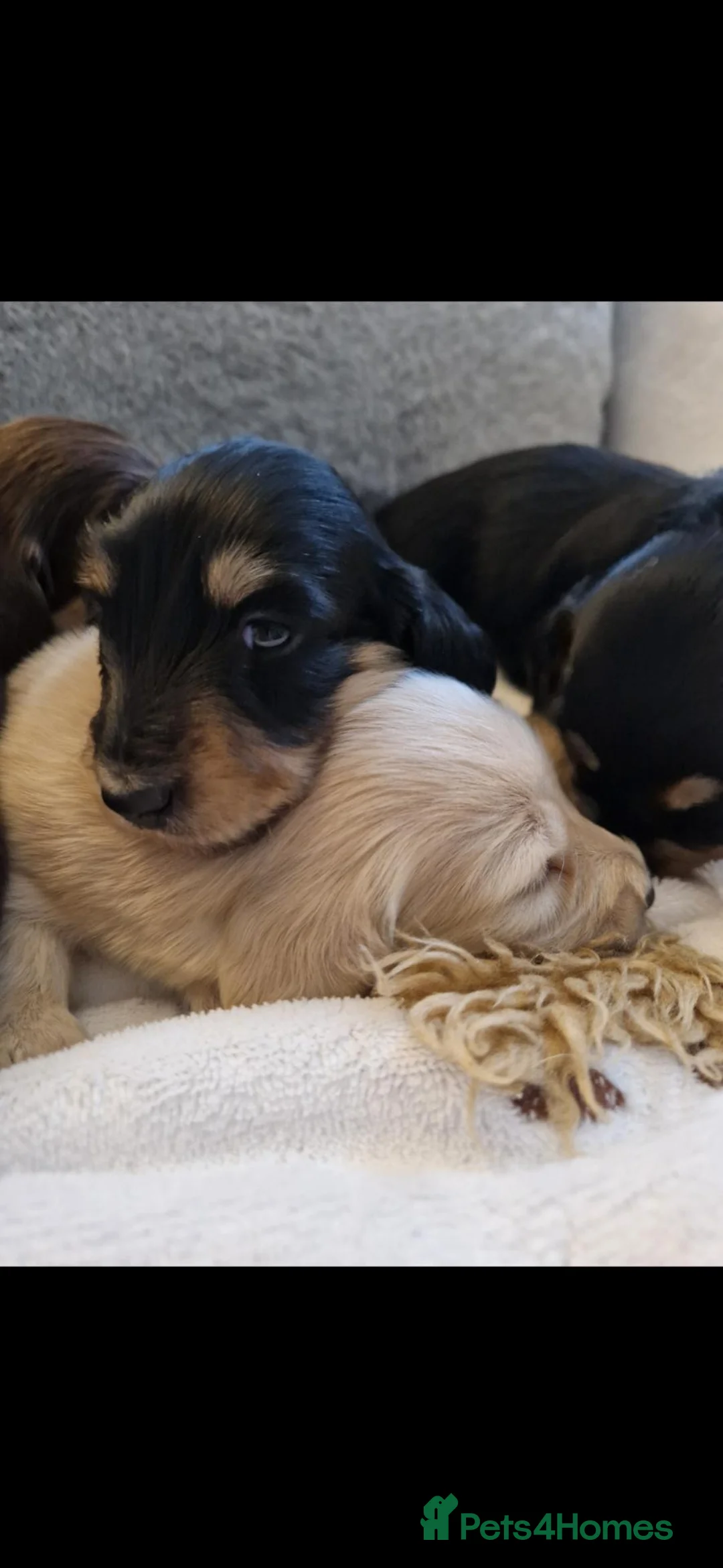 Dachshund dogs for sale: Miniature long haired dachshund puppies  - Advert 2