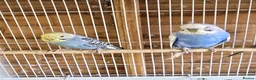 Budgerigars birds for sale: Colourful Budgies Healthy Social and Ready to Fly! - Advert 8