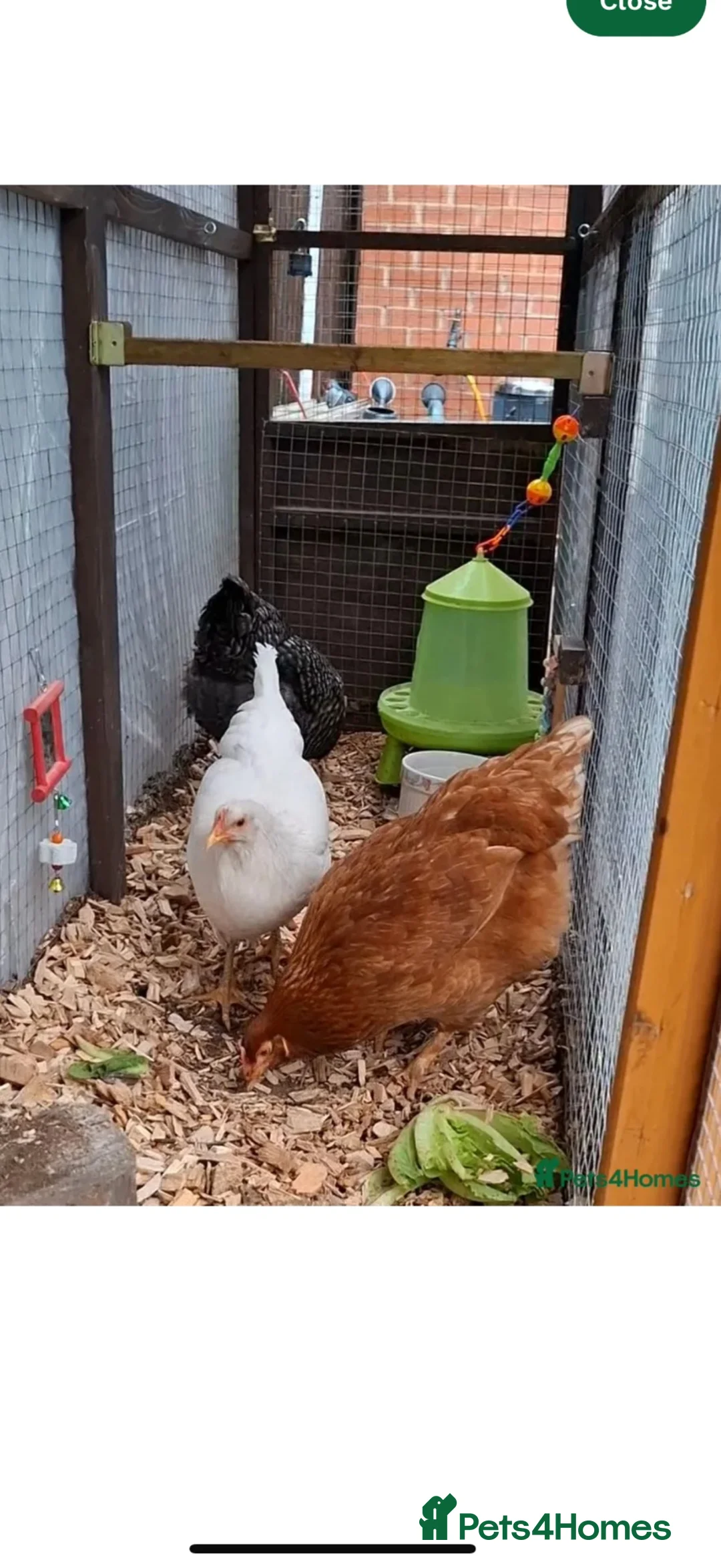 Chickens poultry for sale: Laying hens for sale  - Advert 3