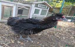 Chickens poultry for sale: 3 beautiful hens for sale - Image 2