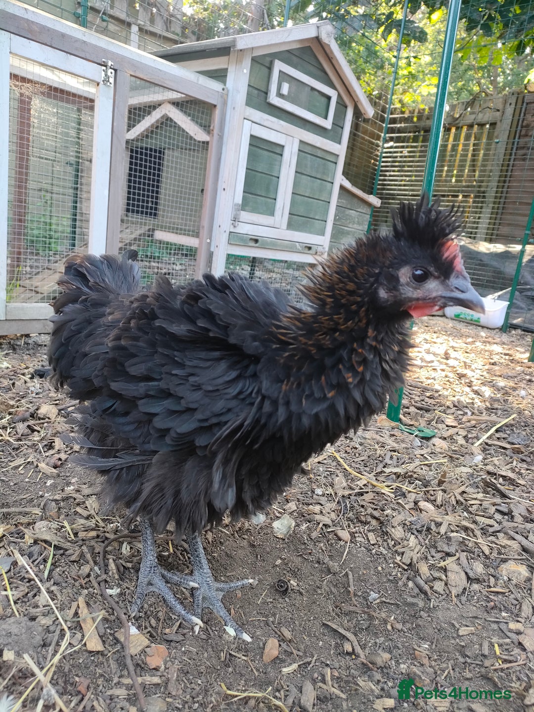 Chickens poultry for sale: 3 beautiful hens for sale - Image 2
